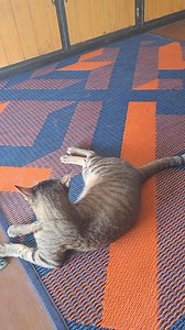 Little One, doing what kittens do: PLAYING! #kittenplay #kittens #cats #of #kitten #kittensofinstagram #cat #catsofinstagram #kittenlove #instagram #world #catlife #catstagram #catlovers #kittenlovers #catlover #kittenlife #petplay #kitty #ddlg #kittenplaycommunity #kittycat #bdsm #littlespace #cute #meow #catoftheday #bdsmcommunity #kittenoftheday #mdlb | The CAT Diaries