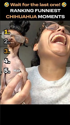 Ranking Funny Chihuahua Moments