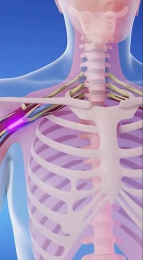 Reflex Action Explained: How the Spinal Cord Creates Instant Protective Movements