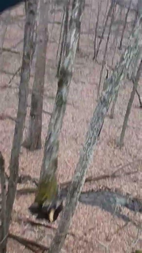 pushing an entire tree down a cliff