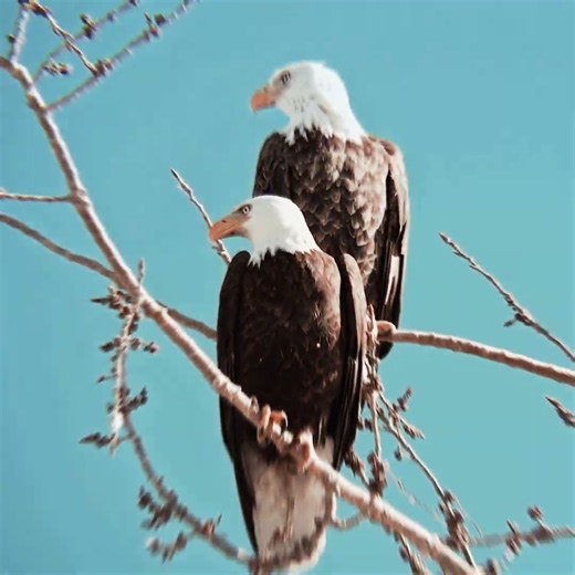 True love in the animal kingdom - bald eagle edit - the unbreakable bond
