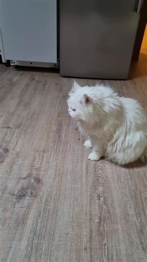 Carry Key (@carrykey)’s videos with We Wish You a Merry Christmas (Glockenspiel Version) - Musik Bayi ID