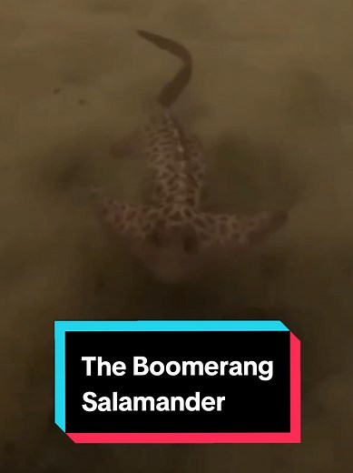 Discover the Boomerang Salamander: Nature's Unique Amphibian