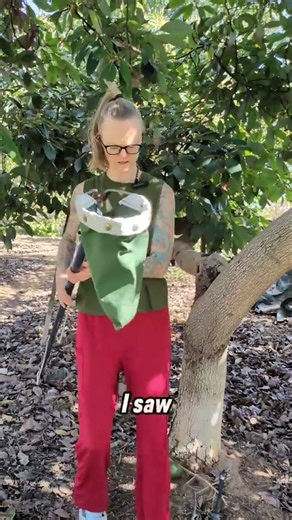 Harvesting Giant Fuerte Avocados with the Ultimate Pole Picker!