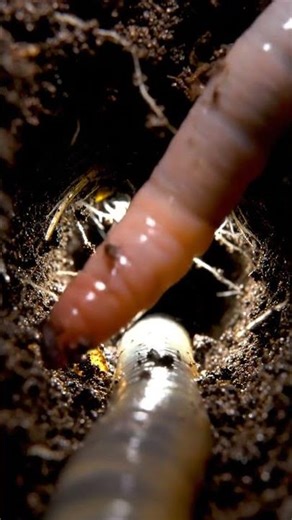 Amazing Earthworm Digging in Soil 🪱 | Satisfying Farming Video | Nature Worm Hunting