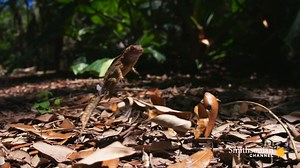 38K views · 182 reactions | For thousands of years, the green anole was Florida's only native tree dwelling lizard. But today, Miami is home to nine other species, some arriving as unwanted pets or as stowaways on cargo ships, all looking for their own space. As a male crested anole takes on another lizard over a disputed palm tree a battle ensues. Battles like this can take a while to settle–some lasting as long as 30 minutes! Miami Wild | Smithsonian Channel | Facebook