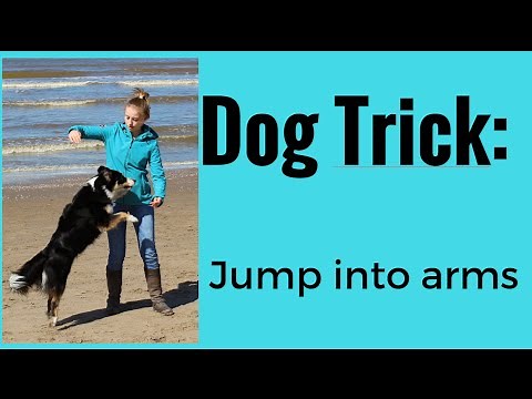 How to: Teach Your Dog to Jump Into Your Arms