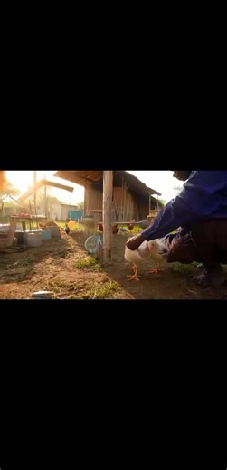 Smart Chicken Vaccination: Guidelines for Poultry Farmers Follow...