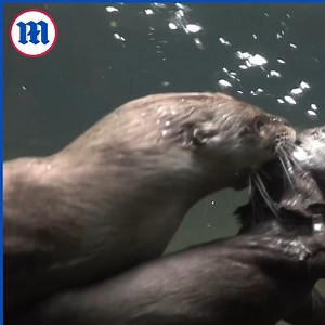 34K views · 639 reactions | This swimming pup it otter-ly adorable! 簾 | Daily Mail Video | Facebook