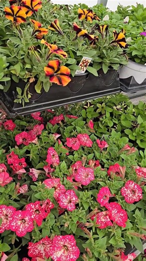 Our garden center is bursting with blooms! | Farm & Home Hardware