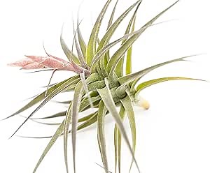 Air Plant Shop 5 Pack Tillandsia Murorum Air Plant - Succulents - Live Tillandsia - Easy Care Indoor and Outdoor House Plants