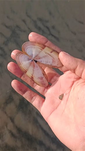 Seashell at the beach #seashell #collectingseashells #shell #shorts