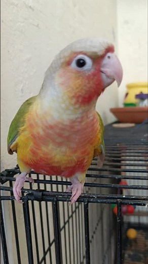 Meet Goldie, the cutest baby pineapple conure who’s ready to steal your heart! 🥰🦜 #cockatielscraze