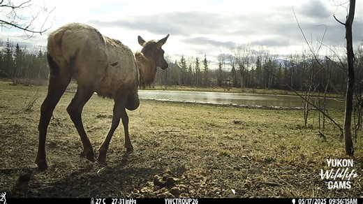 Lagging several minutes behind the herd, the chest abscess on this elk must hinder its efficient and comfortable travel. #yukonwildlife | Yukon Wildlife Cams