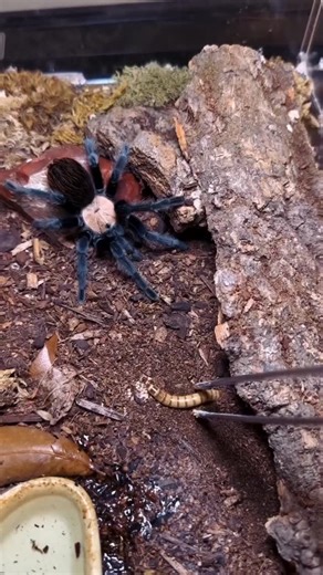 Toco's Arachnids on Instagram: "🕷t's a Mexican Red Rump Tarantula! Making it's enclosure setup step by step. Its my first time making a reel sorry if i am boring 😅 Funny story: it escaped when the enclosure was done and then put back safely back to its enclosure Now it's happily settled in its new home Low maintenance, insect hunter, and will grow up to 8 inches Stay tuned for more #spiderman adventures #spiderverse #Tarantula #ExoticPets #PetHobby #SpiderLover #TarantulaSling #photography #to