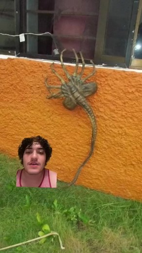 Encounters with Xenomorph Facehuggers