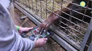 Apes Are Using iPads Now, Humanity Doomed