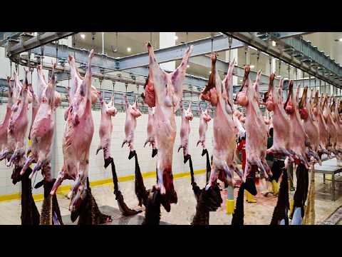 Modern Goat Farming Factory 🐐 – How Millions of Goats Are Raised for Meat & Milk (Full Process)