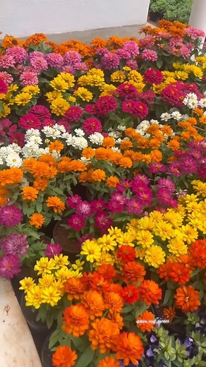 22K views · 11K reactions | Beautiful flowers garden ☺#flowers #garden #newpost #nature #trendingreels #reelsfeed #winterflowersgarden #love #beautiful #reels #instagram #trending | Biru's ROOF Garden | Facebook