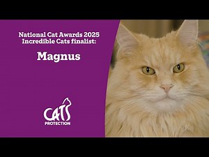 Magnus | The cat supporting his family through grief | National Cat Awards 2025