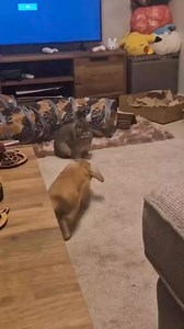 Happy bouncy boy 😅 #rabbit #bunny #Funny #fun #viral #reels #cute #pet #fbreels #reelsfb | USA Rabbit Lovers