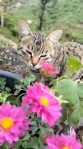 Enna Maamay😺😿🐈🐄🐄