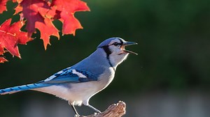 Here's how to attract more blue jays in fall and winter - The Weather Network