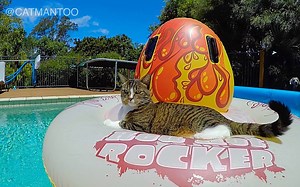 270K views · 640 reactions | Didga lounges on a pool float. (Thanks for sharing) You can watch Didga ride on the back of a swimming DOG, here> https://youtu.be/tgFF8_k1cAc | CATMANTOO | Facebook