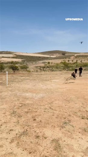 Gepard jest najszybszym zwierzęciem na powierzchni Ziemi. | Mistrzowie