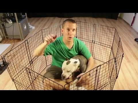 How to build a cheap DIY temporary dog playpen with parts you may already own