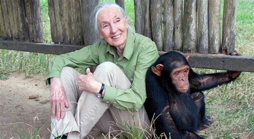 Falleció Jane Goodall, defensora de los chimpancés