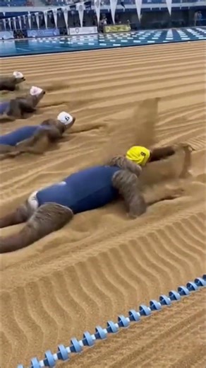 Sloth swimming competition