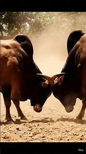 लाल बैल vs पांढरा बैल 🔥 गाव हादरलं! | Desi Bull Power 💪#viral #shorts