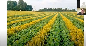 Jason Mauck - What is relay intercropping and how does it pay? - One Good Idea