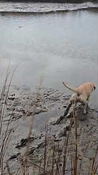 Yellow Lab living life South Jersey Bufflehead