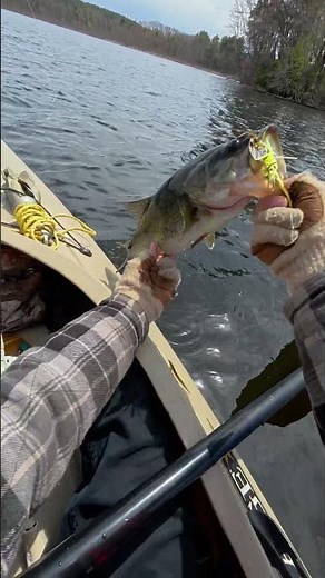 Spring Bass SMASHES My GO-TO Chatterbait Rig 🔥 (You NEED This Setup!) #fishing #bigbass