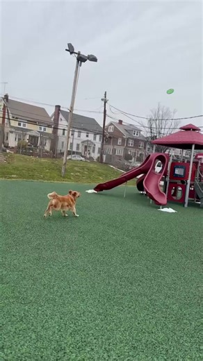 Effective Dog Training Tips for Therapy Dogs