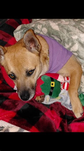 Our sweet little Tachi girl is finally home. Tachi was found as a stray in Lemoore, California, along with her son, Tico. Since then, she has graduated from her training and has found her forever home with a dear friend of Unleashed Rescue Academy. Thank you so much, Aleena, for all that you do for our program and for opening your heart and home to little Tachi. We will be forever grateful. Merry Christmas, Tachi, and happy tails. 🎄🐾 | Wiley's Wish