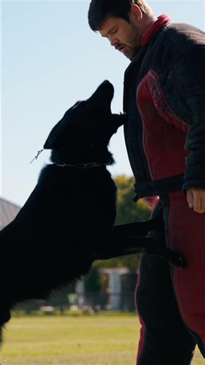 Elite German Shepherd vs Attacker #germanshepherd #protectiondog #k9protection