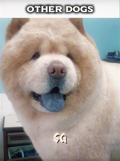 Dobermann Compilation: Unique Dog Edits