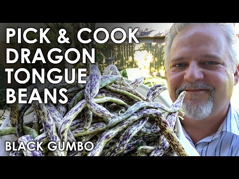 Pick & Cook: Dragon Tongue Beans || Black Gumbo