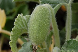 Ecballium elaterium - Cambridge University Botanic Garden
