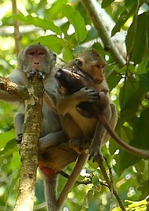21K views · 368 reactions | He's catching Jane's baby monkey and running away, most pity baby baby monkey is try calling her mom back... | Jane Family | Facebook