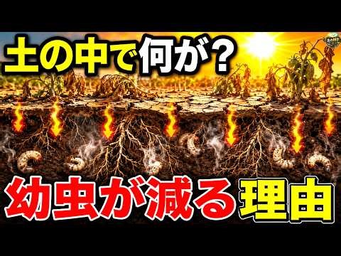 秋野菜を植える前に！コガネムシ幼虫は太陽熱で減らせる？土の中で起きる変化