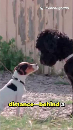 Bringing Home a New Pet? Do THIS First! 🐾