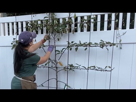 Planting Espalier Apple Trees Part 1 🍎 How’s It Growing?