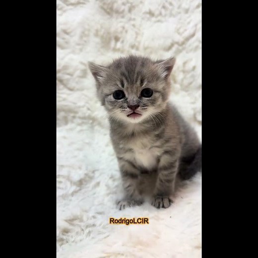 Cutest Cat Moments Ever 😻 | Adorable Kitten Reel to Brighten Your Day