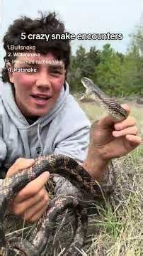 5 crazy snake encounters! #Snakes #reptiles #animals #herping #funny #herpetology #animals