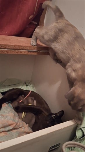Kissy's checking out the kittens ❤️ | Templebar Burmese
