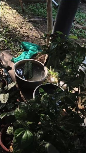 moina culture guppy for sale #malayalam #mixedguppy #fish